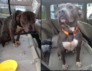 tăng cân hiệu quả cho chó