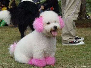 nhộm lông cho chó